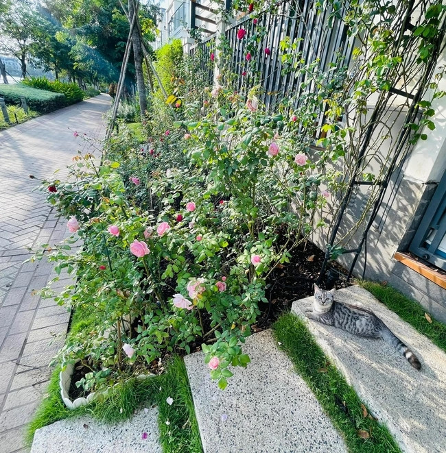 Để có được "ngôi nhà hoa hồng", Thanh Vân Hugo đã dành nhiều tâm huyết, bởi hoa hồng là loại hoa kén người chăm, nếu không cẩn thận sẽ dễ héo, vàng lá, sâu rệp.