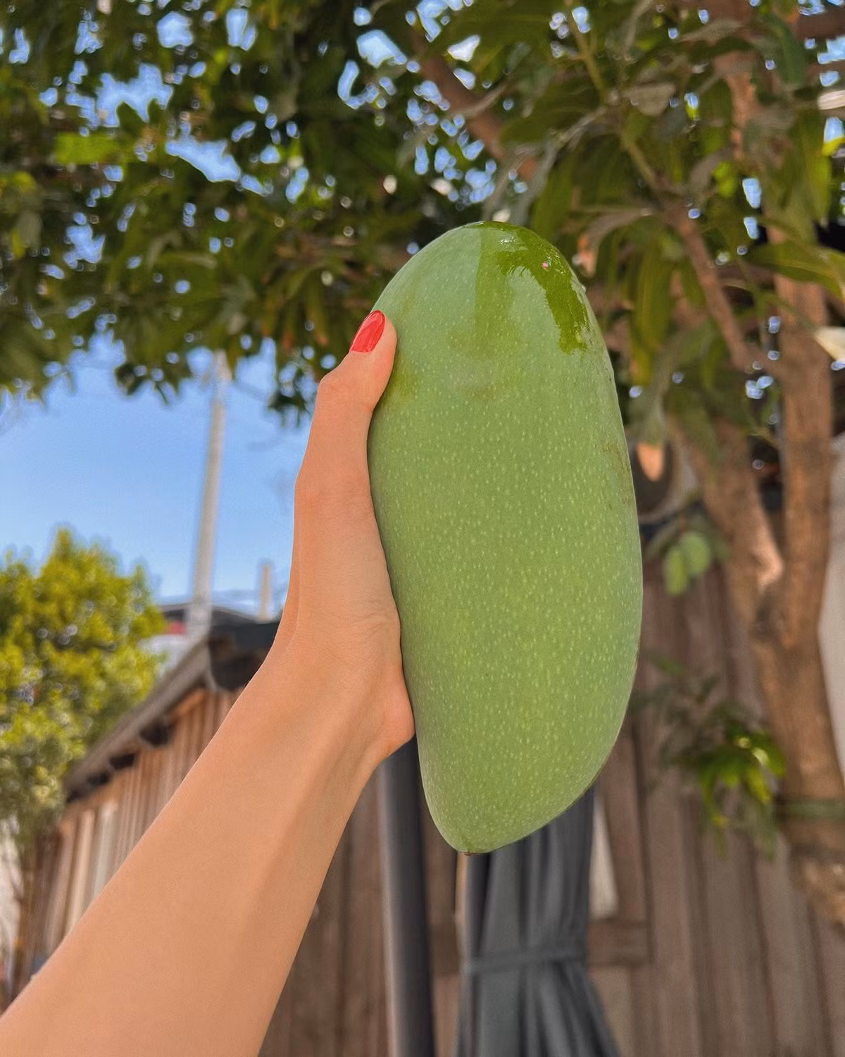 Tăng Thanh Hà thích thú khoe những trái xoài to, căng bóng thu hoạch trong vườn nhà. Ảnh: FBNV