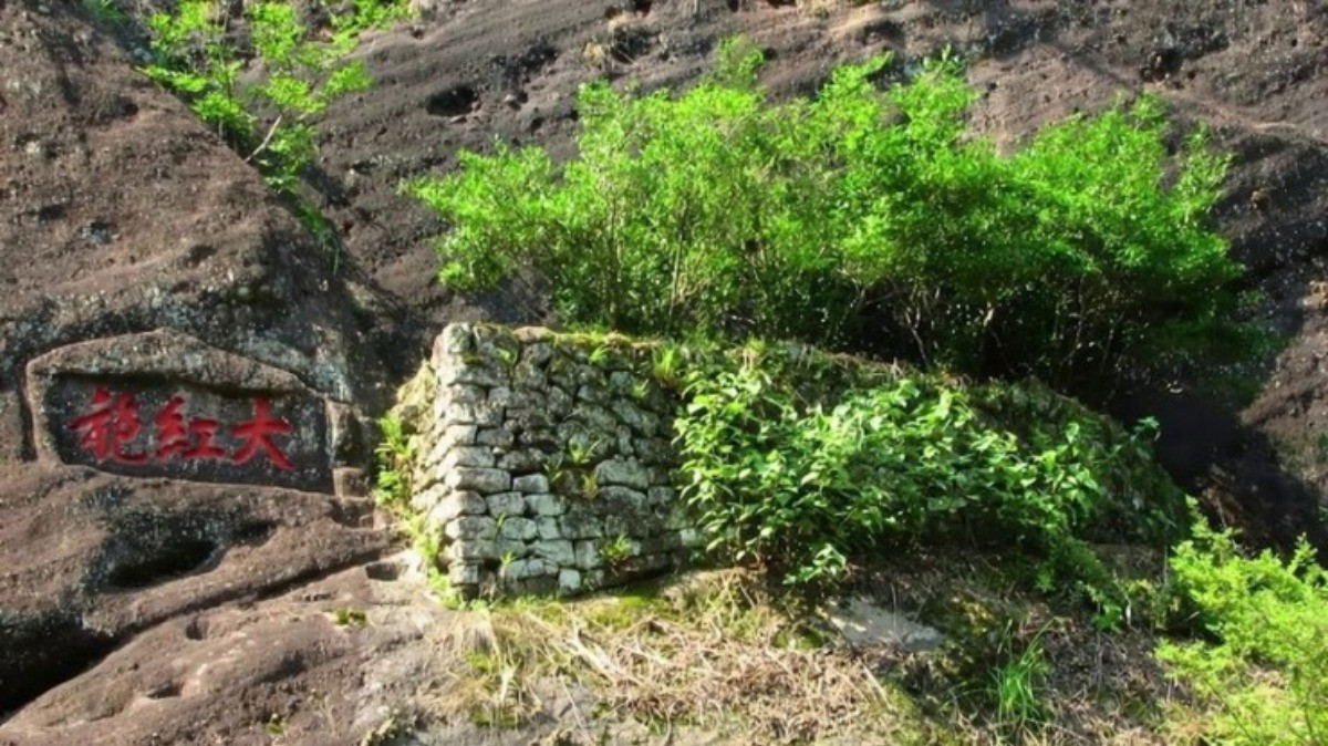 Loai tra quy hiem dat hon ca vang, co tien cung kho mua duoc