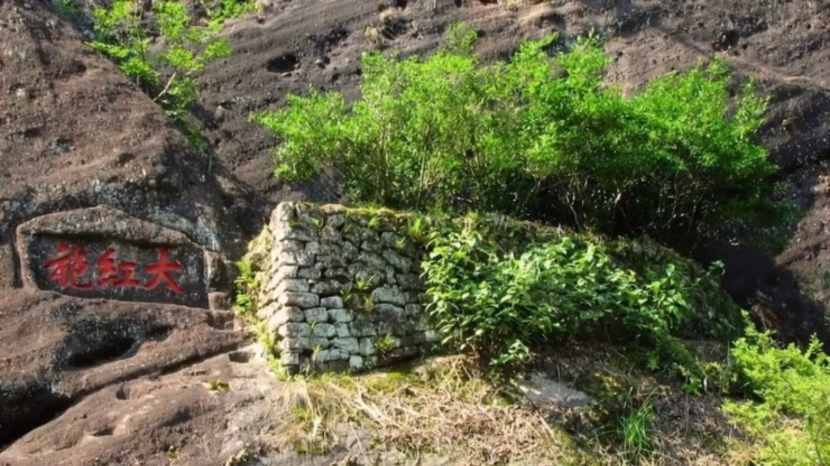 Loại trà quý hiếm đắt hơn cả vàng, có tiền cũng khó mua được Loai tra quy hiem dat hon ca vang, co tien cung kho mua duoc