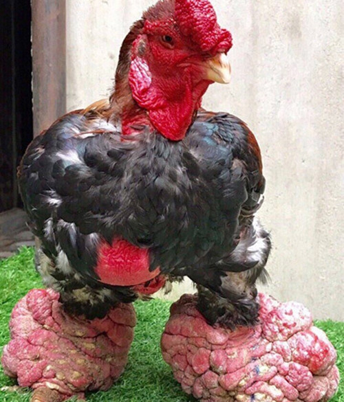 Gà Đông Tảo thường được khách đặt mua làm quà biếu trong dịp Tết. Ảnh: Dân Việt