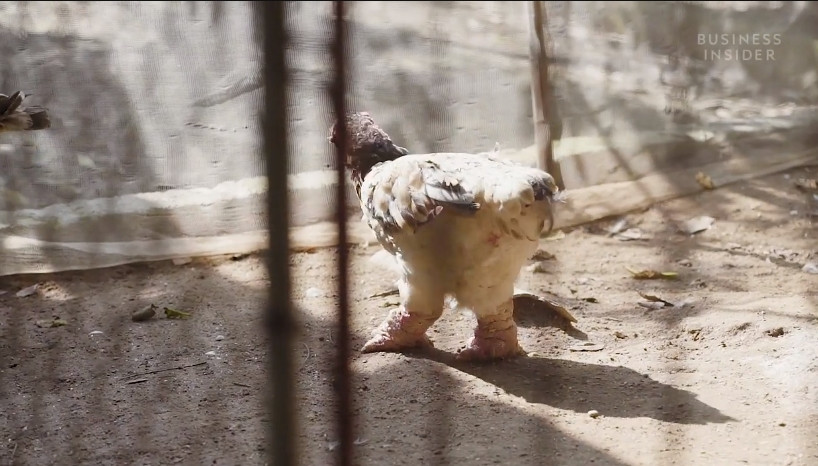 Năm 2021, tờ Business Insider của Mỹ đăng tải bài viết về giống gà Đông Tảo của Việt Nam. Tờ này gọi gà Đông Tảo là gà rồng. Ảnh: BI