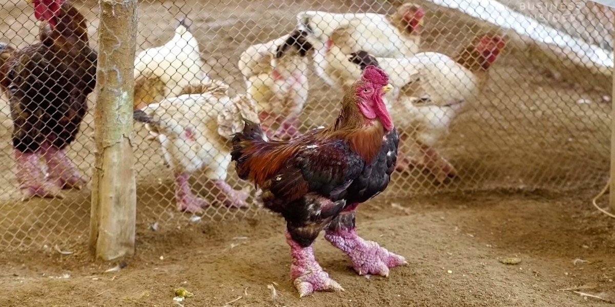 Ngày nay, gà Đông Tảo trở thành đặc sản, chỉ giới nhà giàu mới dám mua. Ảnh: Vuetnamtravel