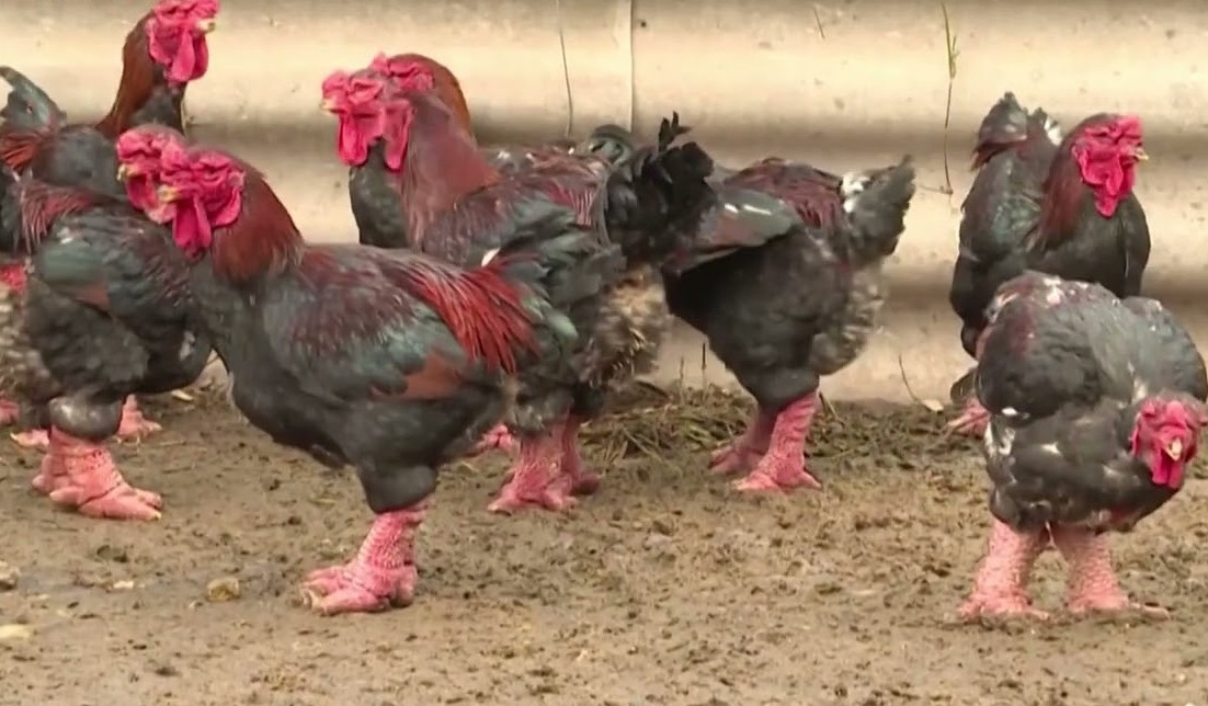 Theo giới thiệu của Business Insider, giống gà Đông Tảo có thể bán với giá trên 2.000 USD/con (gần 50 triệu đồng). Ảnh: Vietnam+