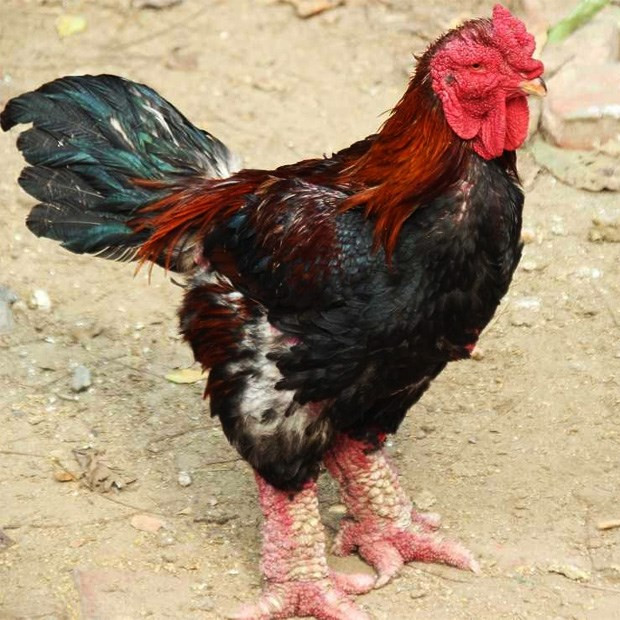 Gà Đông Tảo có thể nặng tới 10kg. Thịt gà được đánh giá cao ở độ dai và ít mỡ. Ảnh: Điện máy xanh