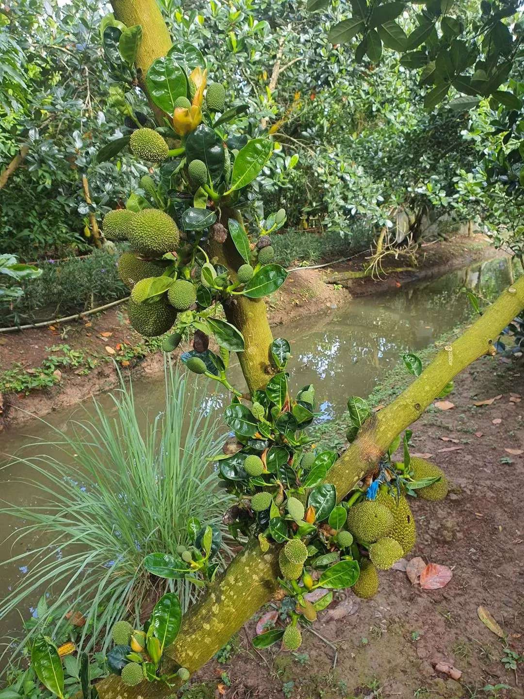 Trong khu sinh thái của Vân Trang còn có trải nghiệm tự tay hái mít và câu cá. Nguồn ảnh: FBNV, Garden Ville