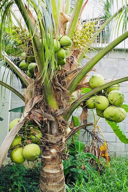 Cây dừa thấp nhưng chi chít quả.