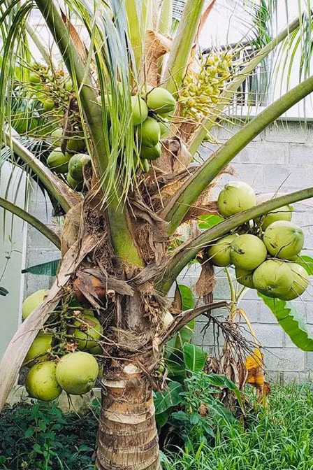 Cây dừa thấp nhưng chi chít quả.