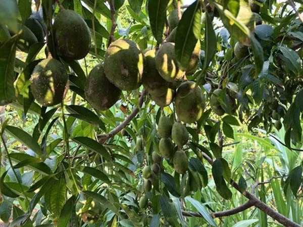 Cây xoài cho trái to và sai lúc lỉu.