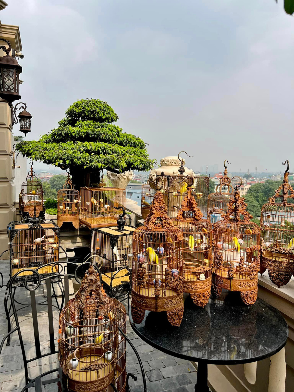 Nếu tầng 7 là nơi nuôi cá Koi thì tầng 9 lại là không gian dành cho những chú chim đột biến nhiều màu sắc. Ảnh: FBNV