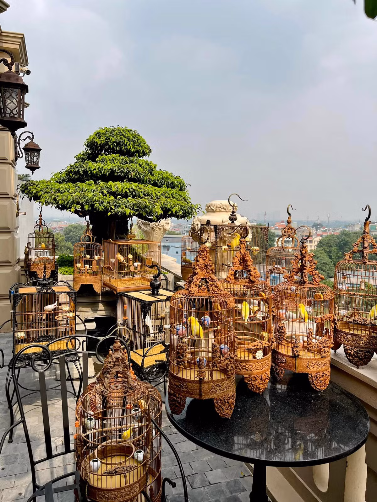 Nếu tầng 7 là nơi nuôi cá Koi thì tầng 9 lại là không gian dành cho những chú chim đột biến nhiều màu sắc. Ảnh: FBNV