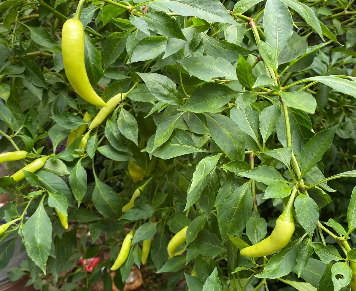 Thiên nhiên thực sự ưu ái cho Tôn gia Trang của NSND Thanh Hoa.