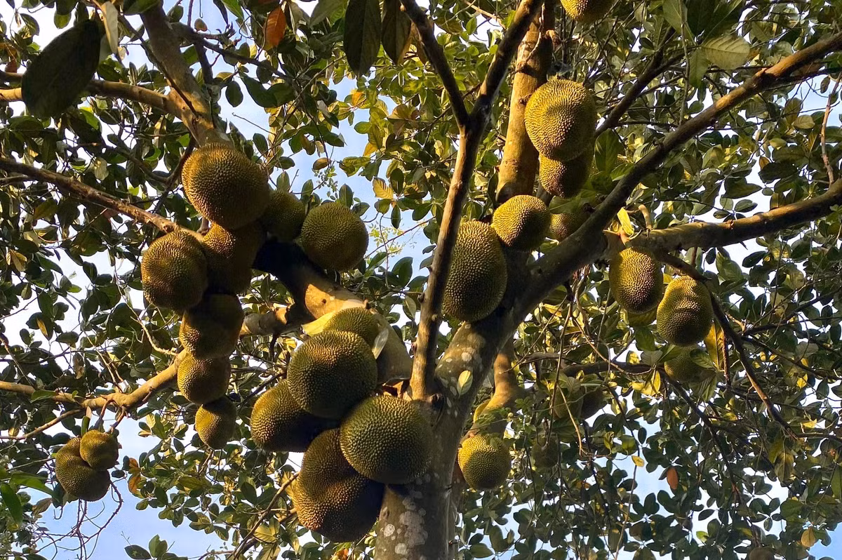 Cây mít chi chít quả khiến ai nấy đều trầm trồ, thích thú.