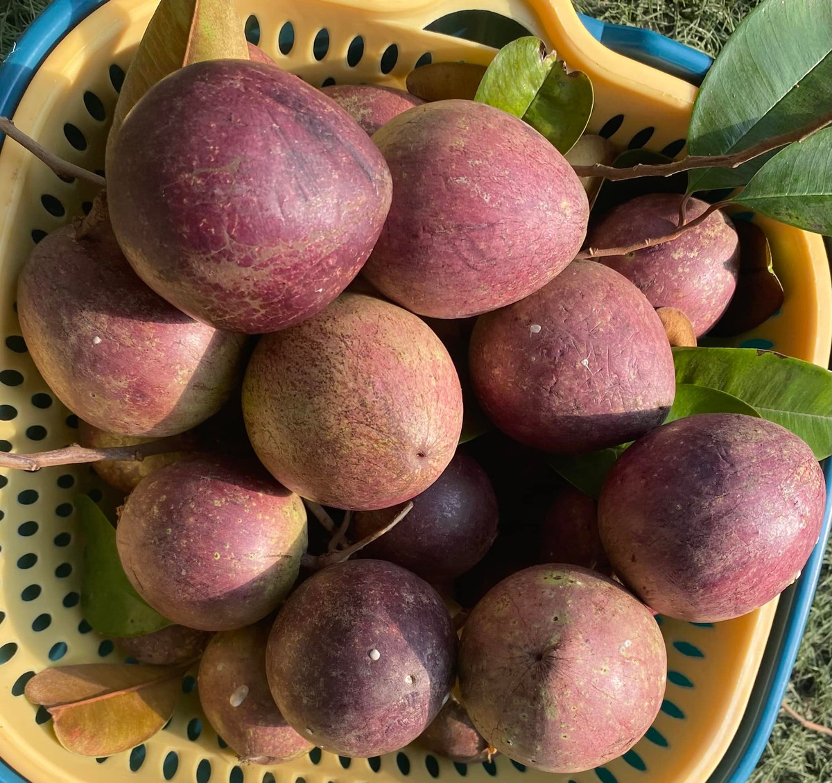 Vú sữa thu hoạch trong vườn. Nguồn ảnh: FBNV