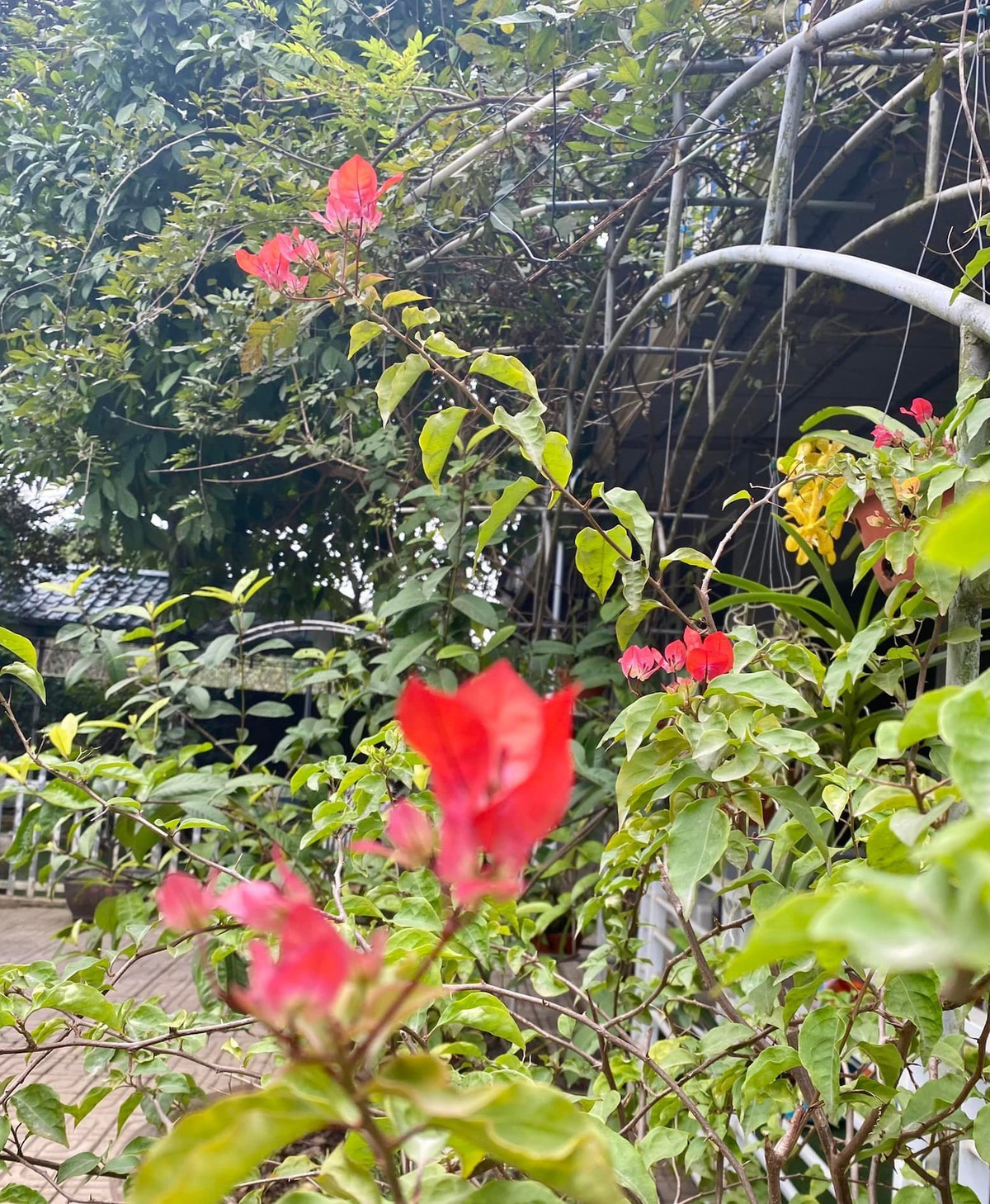 Trong đó, diện tích vườn chiếm tới 930 mét vuông.