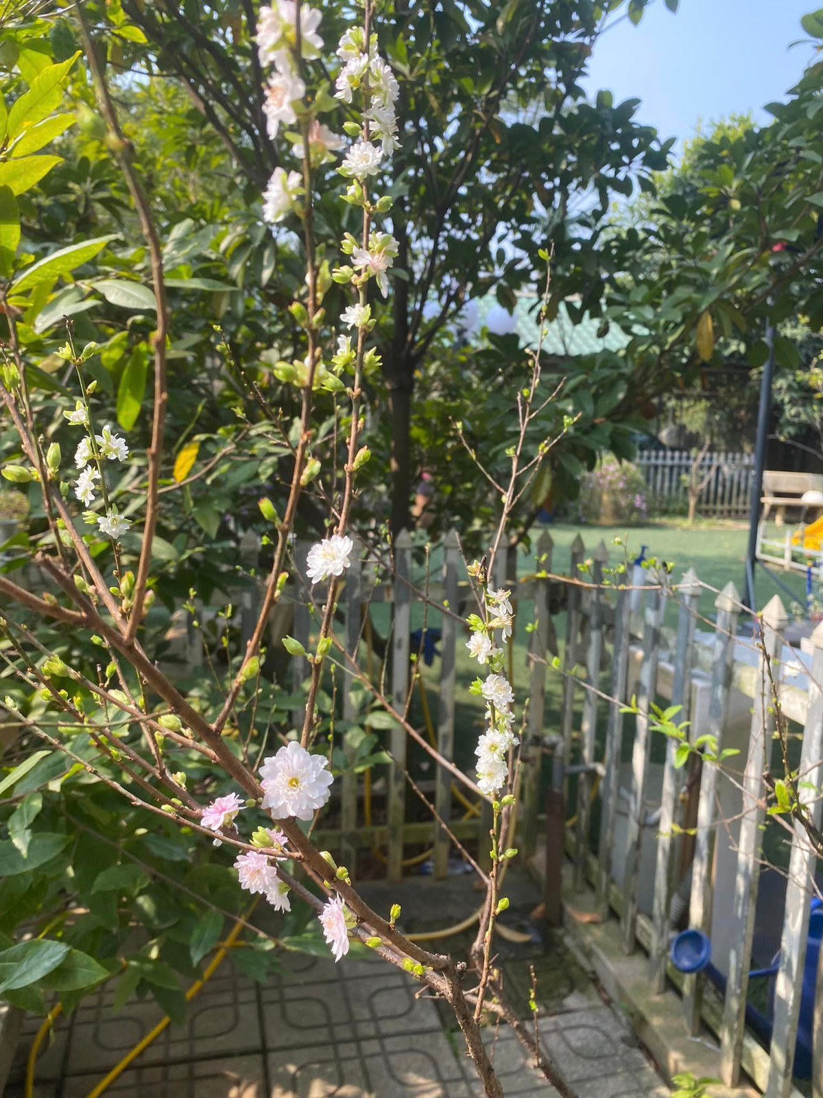 Trong vườn nhà NSND Thanh Hoa nhiều hoa đến nỗi chỉ gọi đúng tên thôi cũng "đau đầu".