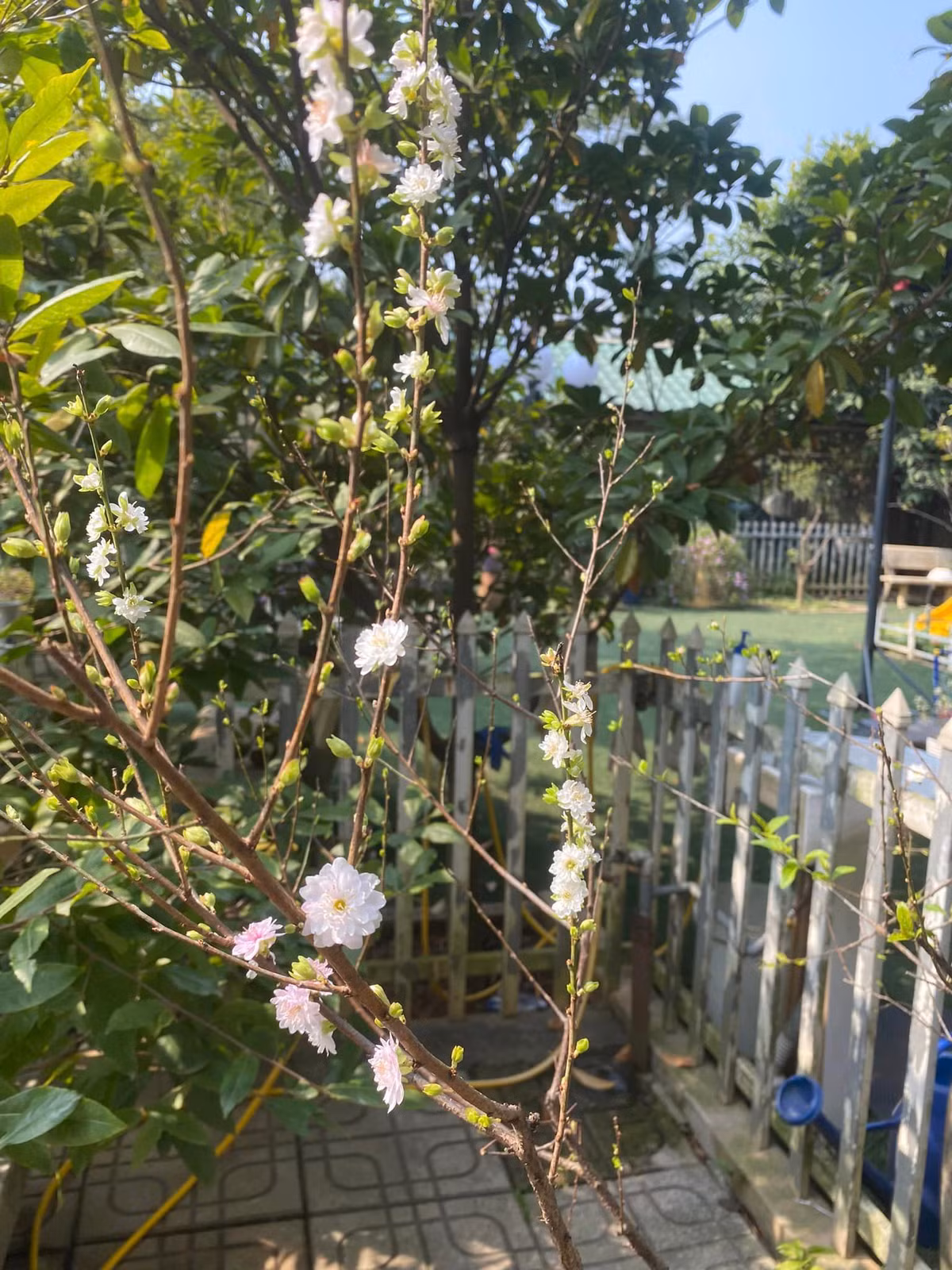 Trong vườn nhà NSND Thanh Hoa nhiều hoa đến nỗi chỉ gọi đúng tên thôi cũng "đau đầu".