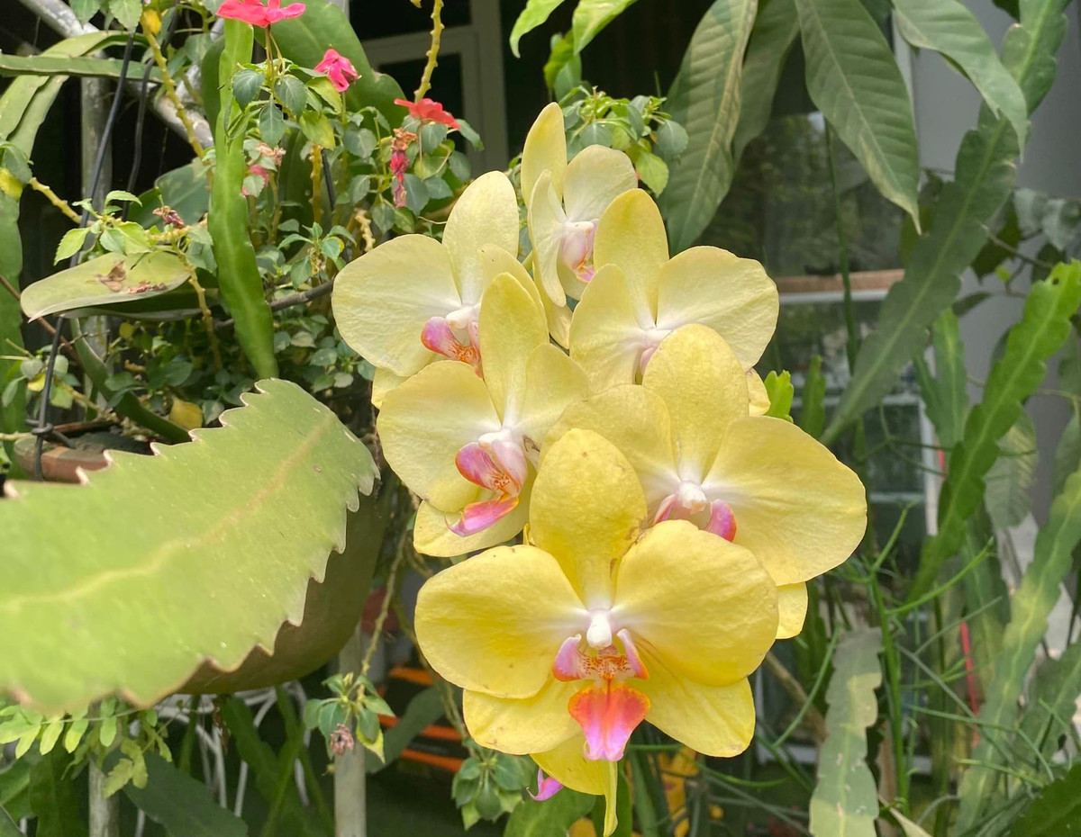 NSND Thanh Hoa yêu thích công việc làm vườn sau những giờ hoạt động nghệ thuật.