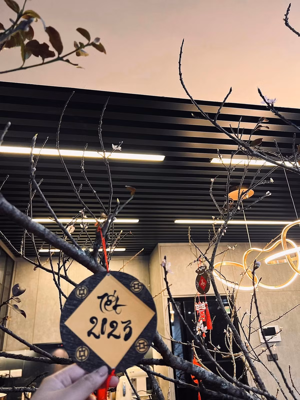 Nữ BTV trang trí bằng một cành lê lớn.