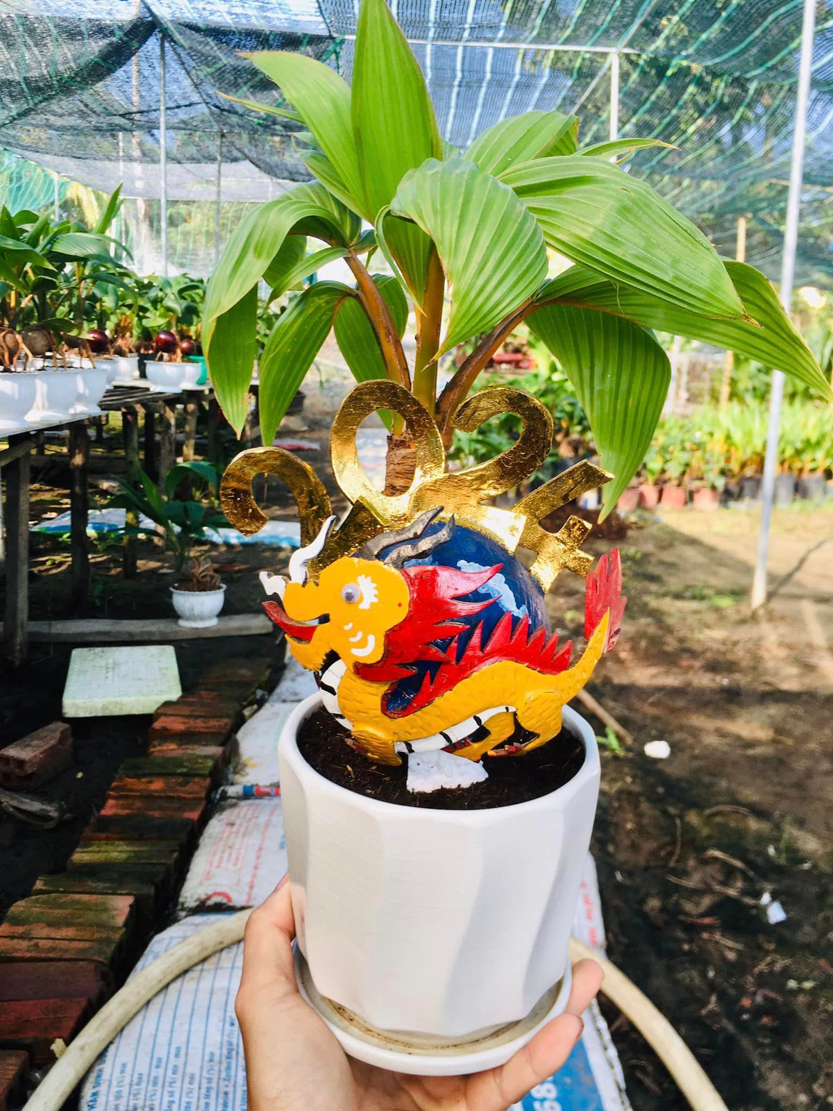 Đồng thời, rễ và gáo phải lộ lên mặt chậu 5 đến 7 cm là đẹp và cân đối nhất. Ảnh: FB Thông Phạm