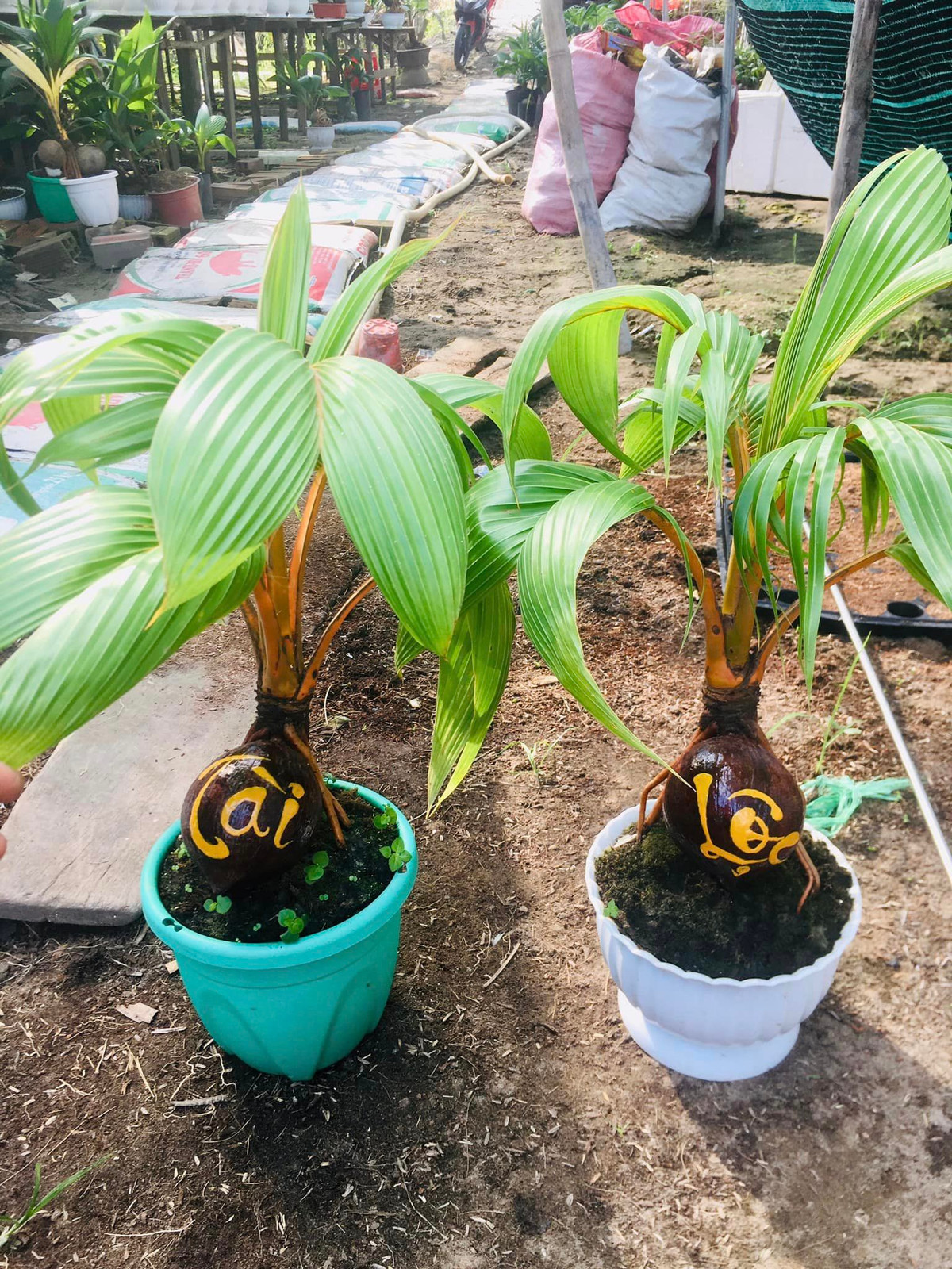 Vài năm trở lại đây, dừa bonsai trở thành trào lưu mới của người chơi cây cảnh. Càng đến gần Tết Nguyên đán, số lượng người mua dừa bonsai càng tăng cao. Ảnh: FB Thông Phạm