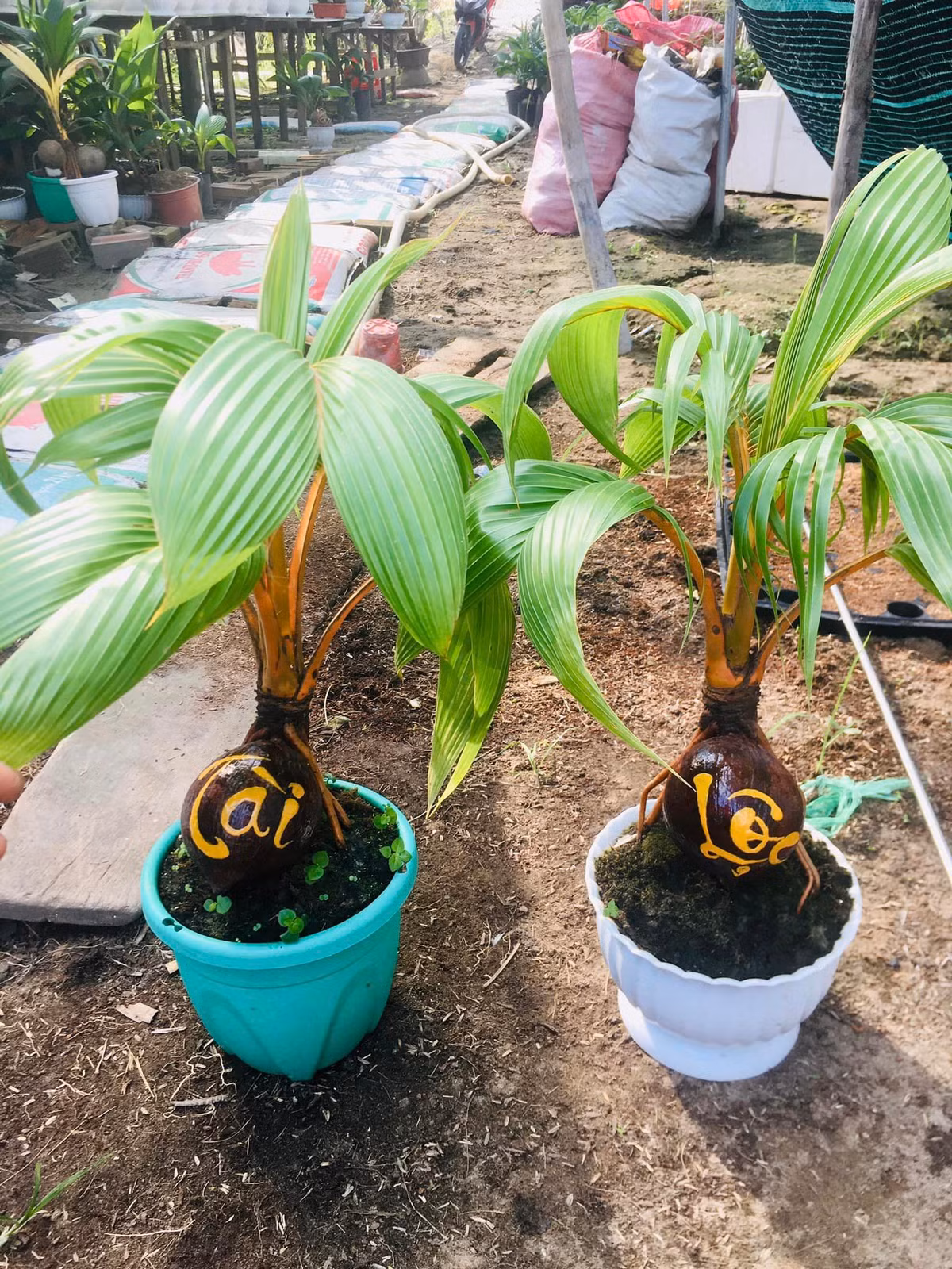 Vài năm trở lại đây, dừa bonsai trở thành trào lưu mới của người chơi cây cảnh. Càng đến gần Tết Nguyên đán, số lượng người mua dừa bonsai càng tăng cao. Ảnh: FB Thông Phạm