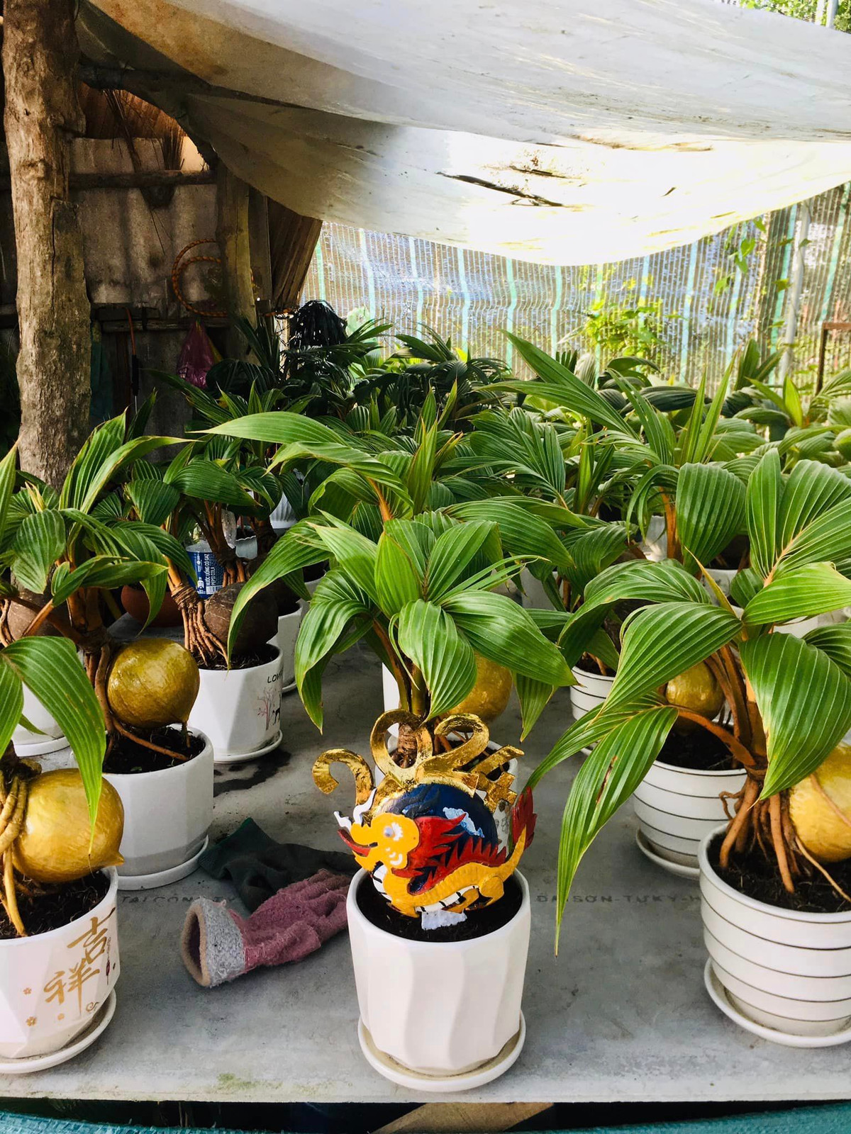 Để có một sản phẩm dừa bonsai, anh Tùng mất khoảng 6-8 tháng và trải qua nhiều công đoạn. Ảnh: FB Thông Phạm