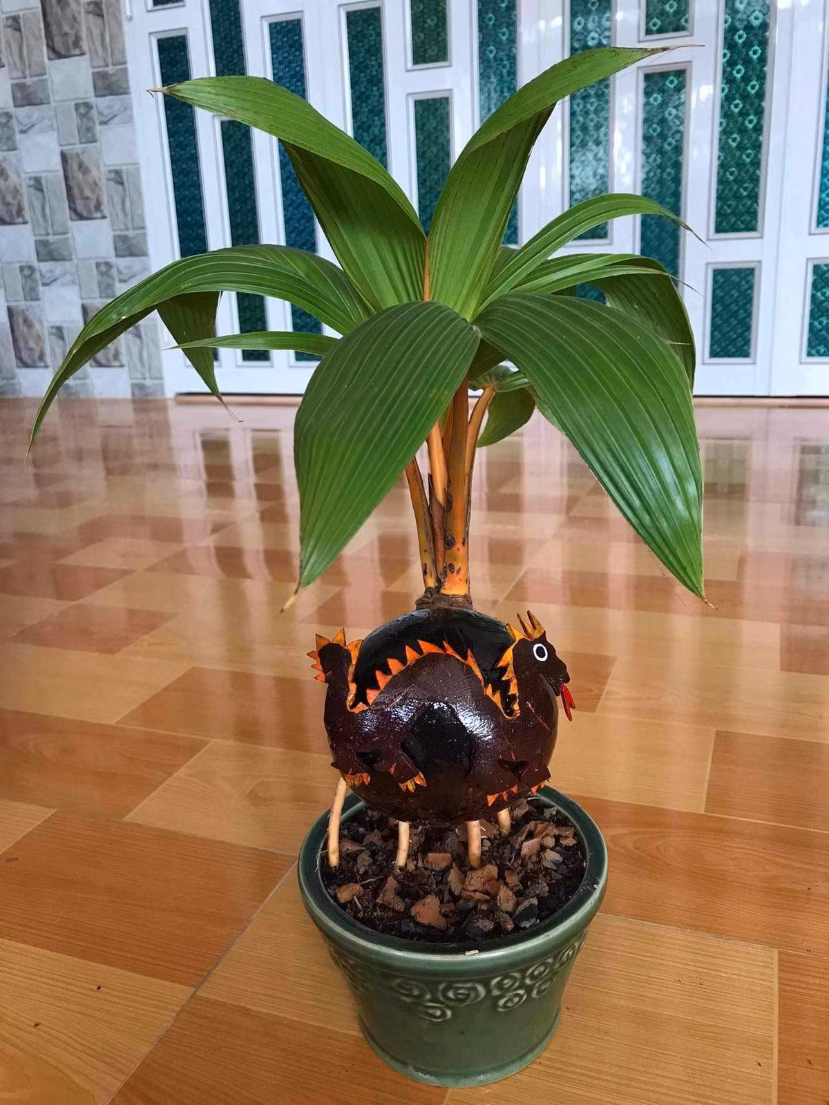 Dừa bonsai dáng rồng có hai loại là chậu sứ và chậu nhựa. Trong đó, chậu sứ có giá đắt hơn, trên 300.000 đồng/chậu. Ảnh: FB Tiền Huỳnh