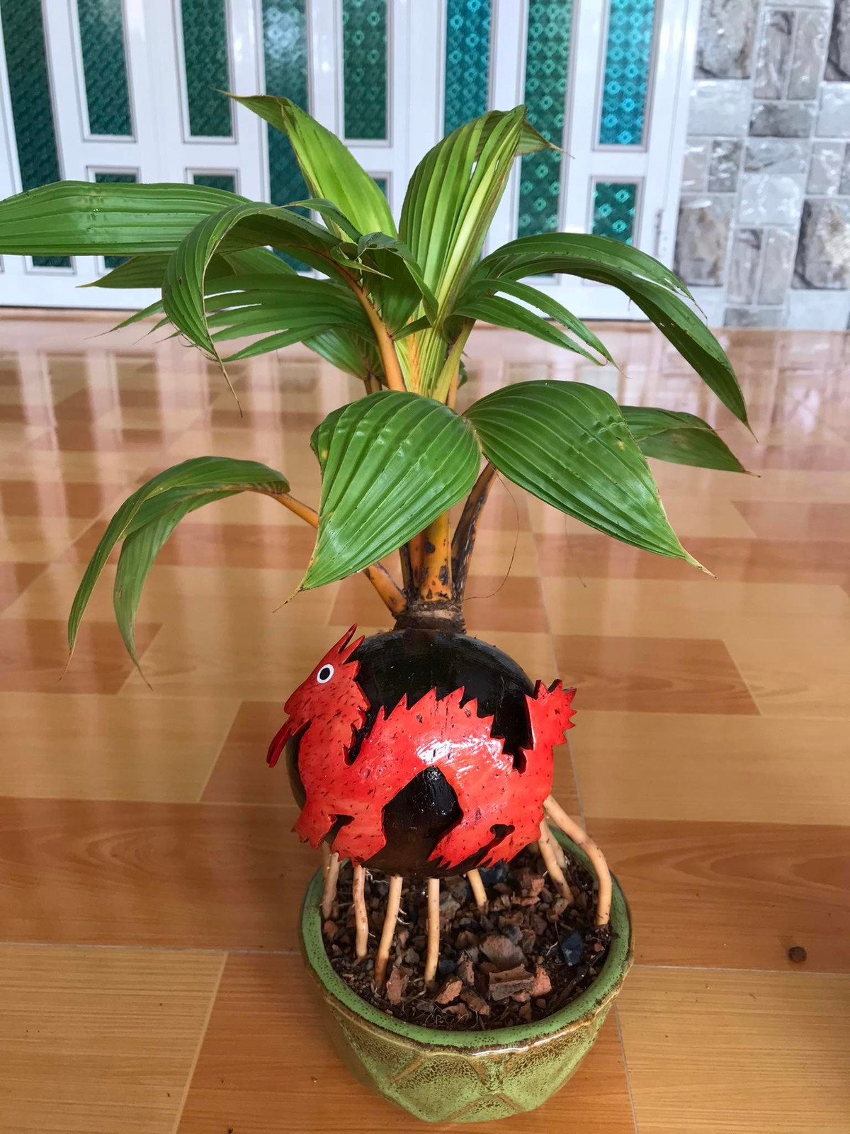 Theo chia sẻ của các nhà vườn, hình con rồng được gắn trực tiếp lên trái dừa. Ảnh: FB Tiền Huỳnh