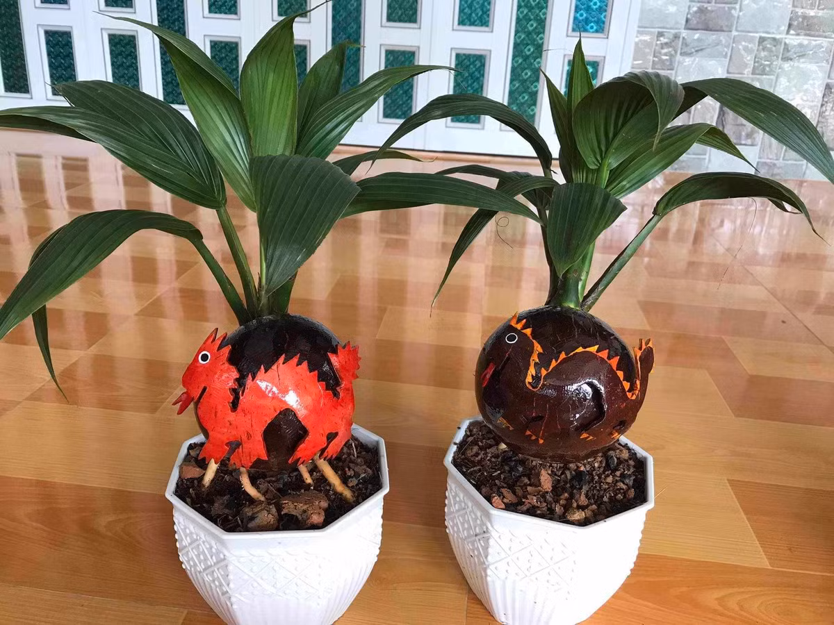 Những chậu dừa bonsai bằng nhựa giá khoảng 270.000 đồng/chậu. Ảnh: FB Tiền Huỳnh