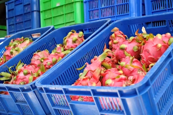 Tại Nhật Bản, thanh long nhập khẩu từ nước ta có giá tới 200.000 đồng/kg. Ảnh: Vietnamnet