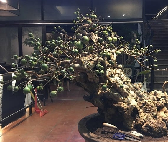 Hàng nghìn người đến chiêm ngưỡng, nhiều người gạ mua cây ổi này từ vài trăm triệu đồng, thậm chí có nhiều người đã từng trả hơn 1 tỷ đồng, nhưng chủ nhân không bán. Ảnh: Nông nghiệp