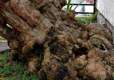 Cây càng nhiều năm tuổi càng có nhiều "lu". Ảnh: Dân Việt