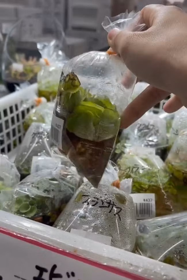 Loài cây mọc dại ở Việt Nam - bèo tây được đóng túi, bán trong siêu thị Nhật, giá lên tới gần 90.000 đồng/cây. Ảnh: Facebook