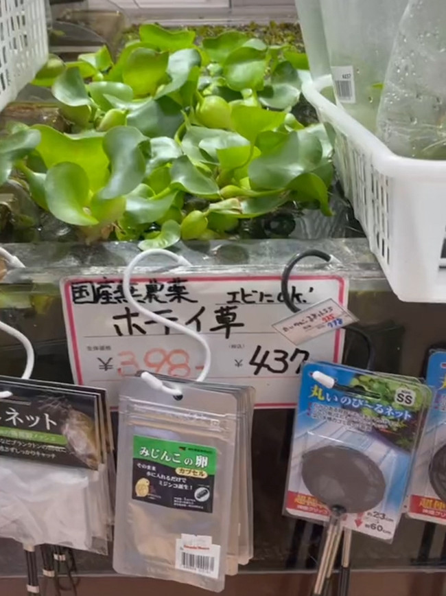 Tại đất nước mặt trời mọc, bèo tây được dùng làm gỏi, cho vào hệ thống lọc nước hoặc bể cá... Ảnh: Facebook