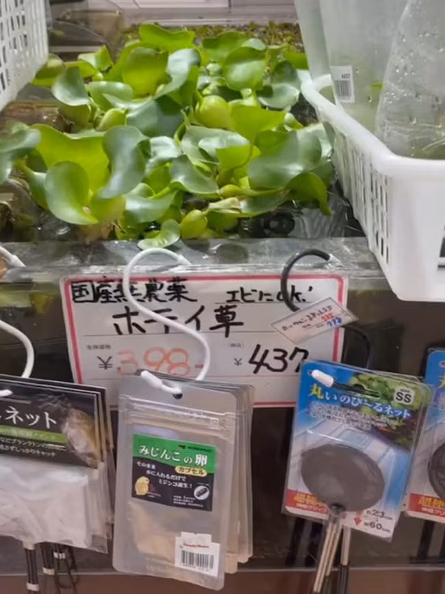 Tại đất nước mặt trời mọc, bèo tây được dùng làm gỏi, cho vào hệ thống lọc nước hoặc bể cá... Ảnh: Facebook