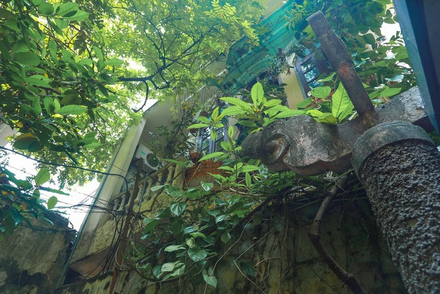 Những gốc cây cổ thụ giúp ngôi nhà luôn mát mẻ, bình yên tách biệt với cuộc sống đô thị sầm uất bên ngoài. Ảnh: Giadinhxahoi