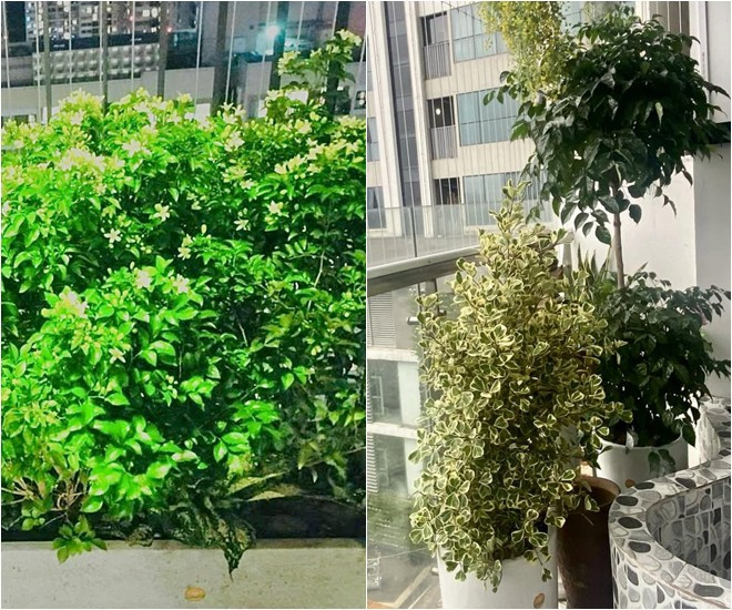 Đủ loại cây phủ xanh ban công nhà nam nghệ sĩ.