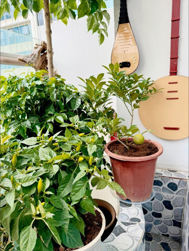 Tại khu vực ban công, bà xã Tự Long trồng nhiều loại cây như ớt, quất... đều ra cho quả.