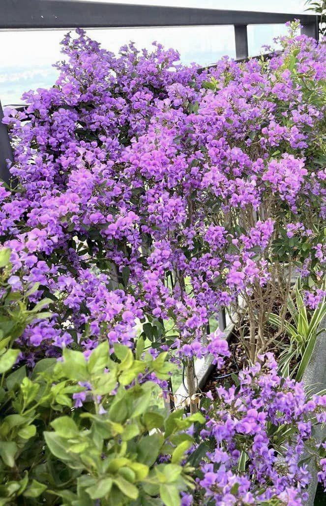 Ngoài cây cảnh, ban công còn phủ đầy hoa. Trong đó, hoa linh sam bung nở rực rỡ tô điểm cho không gian.