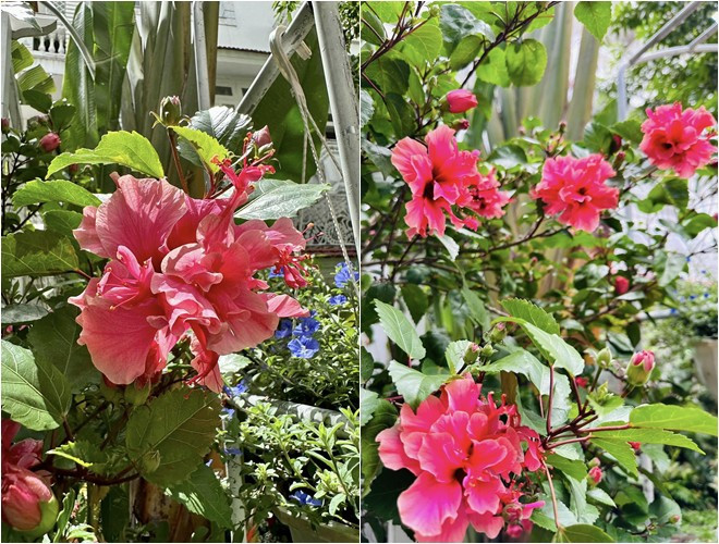 Hoa dâm bụt bung nở rực rỡ bên hàng rào.