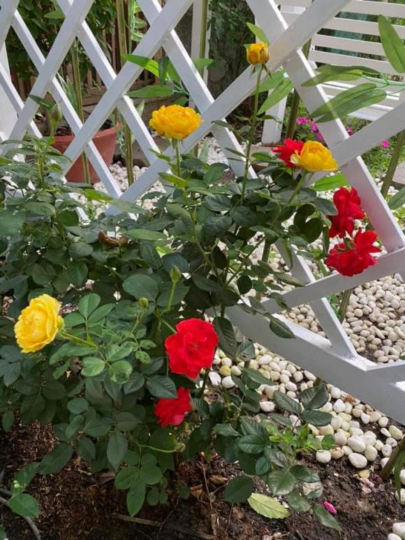 Hoa hồng đủ loại.