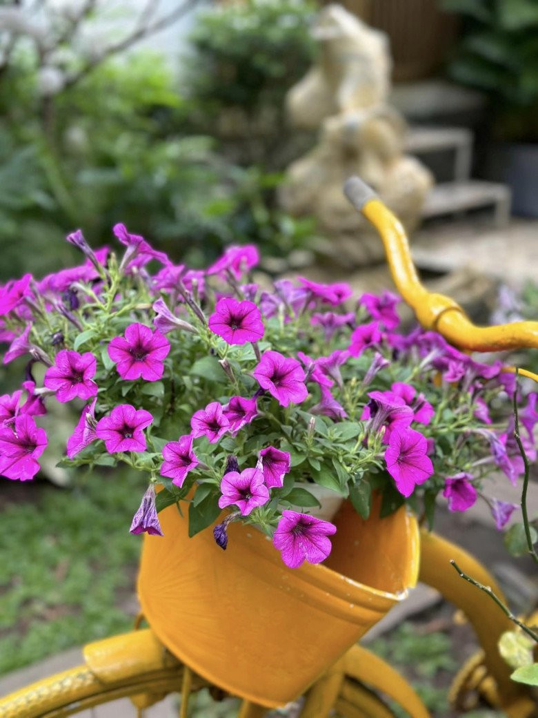 Chiếc xe đạp chở đầy hoa cho khu vườn thêm lãng mạn.