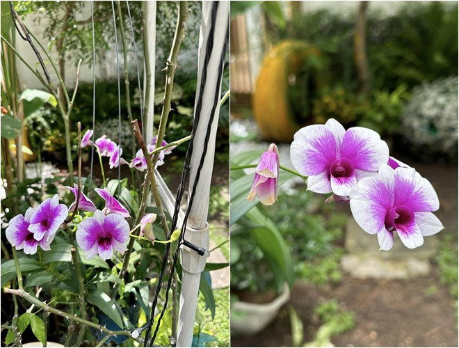 Vợ chồng ca sĩ Vy Oanh còn trồng rất nhiều loại lan trong vườn.