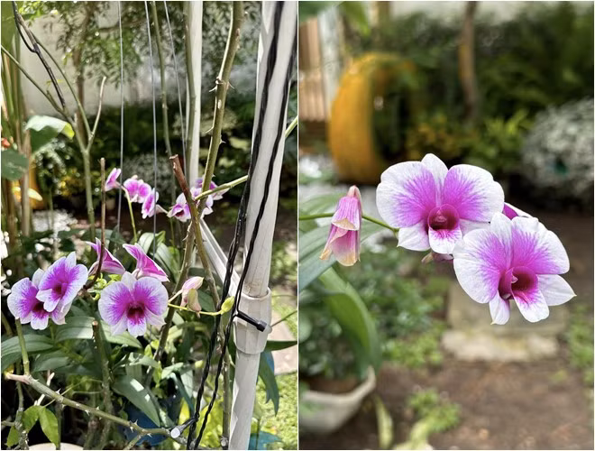 Vợ chồng ca sĩ Vy Oanh còn trồng rất nhiều loại lan trong vườn.