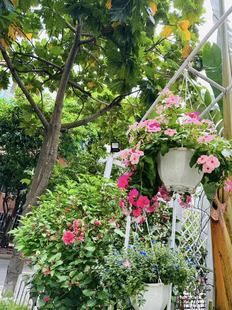 Những giỏ hoa như thanh tú, dừa cạn, dạ yến thảo đua nhau khoe sắc.