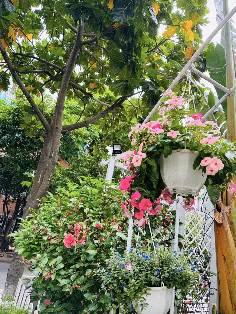 Những giỏ hoa như thanh tú, dừa cạn, dạ yến thảo đua nhau khoe sắc.