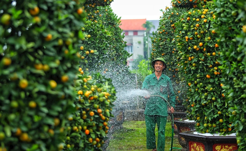 Mỗi cặp quýt lục bình đẹp không chỉ đáp ứng tiêu chí cân đối về hình dáng, mà quả phải mọng, vàng, lá xanh, có cả quả xanh và lộc non. Ảnh: Daidoanket