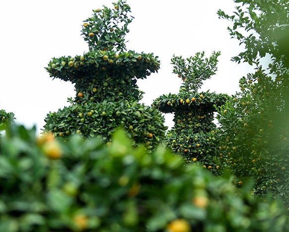 Năm nay, giá quýt lục bình bán tại vườn mỗi cặp có giá từ 18-22 triệu đồng. Ảnh: Báo tin tức