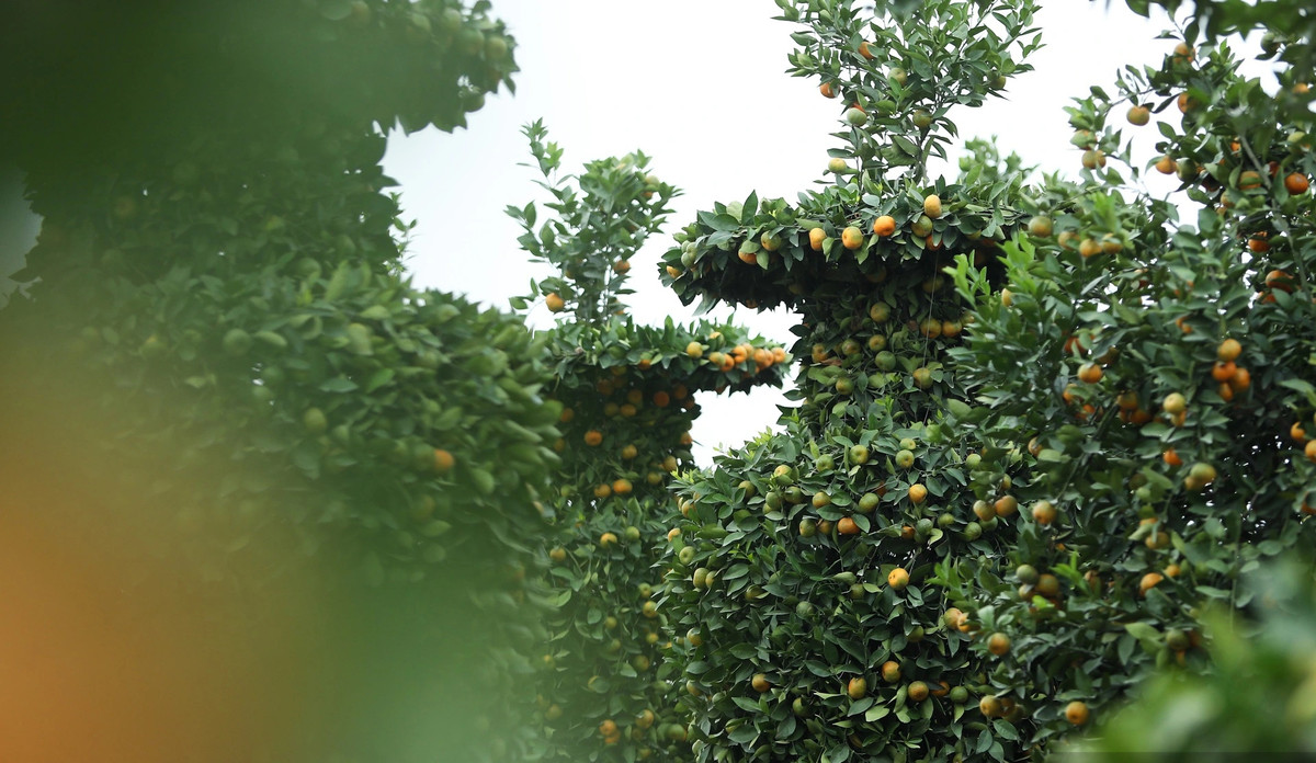 Theo các chủ vườn, để tạo thế mỗi cây quýt lục bình mất thời gian 4 - 5 ngày. Ảnh: Dân Việt